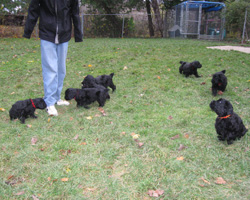 Harmony litter puppies outside